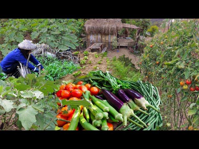 Harvesting different Vegetables in my Garden for our breakfast "Almusal" in the Province Philippines