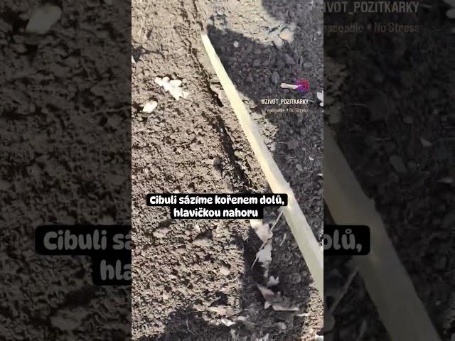 Sázení cibule sazečky. #zahrada