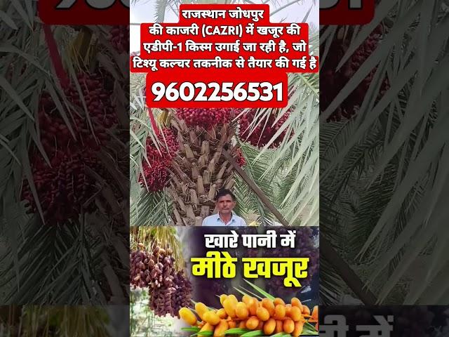 Rajasthan Jodhpur kajari/Jodhpur Vishesh/kajari Jodhpur/suryanagari/short/GK/comedy/kajari khajur//