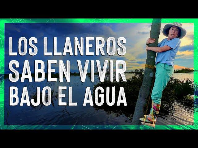 What are Venezuelan llaneros like? ‍ GUÁRICO and APURE  VALEN DE VIAJE