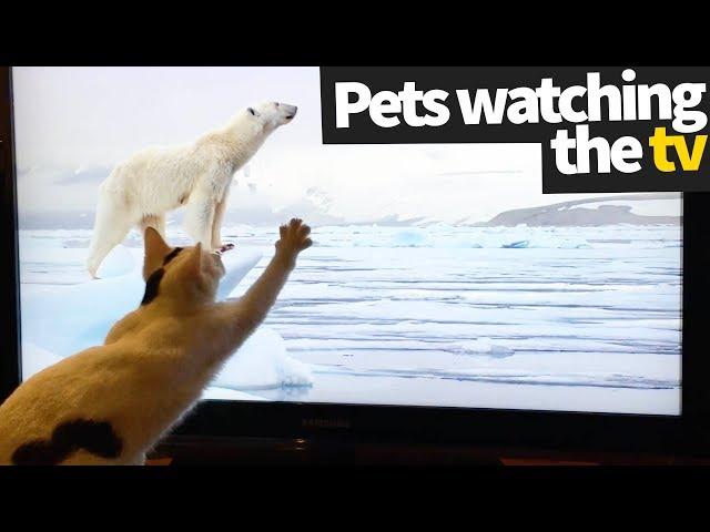 Pets Watching TV Compilation | Pets Being Hilarious