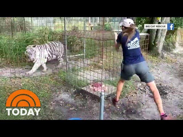 New Details Emerge About Attack At ‘Tiger King’ Star Carole Baskin’s Facility | TODAY