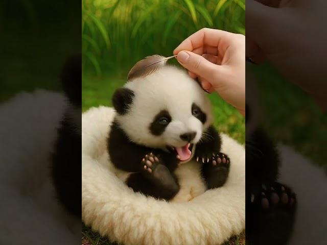 laughing panda