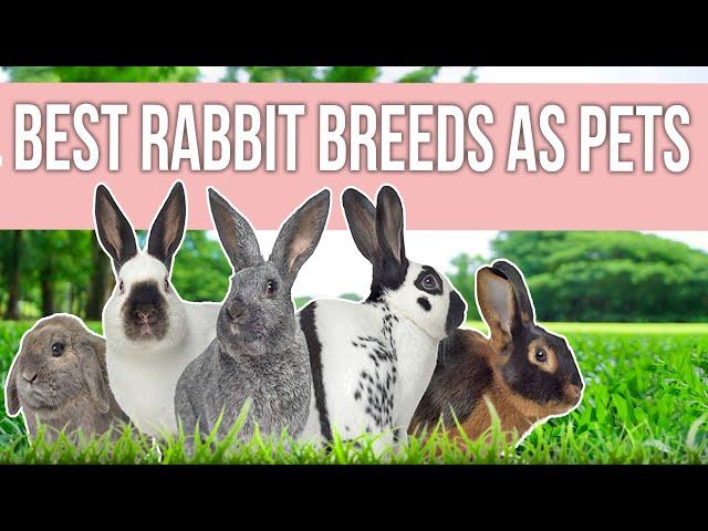 Best Rabbit Breeds as Pets