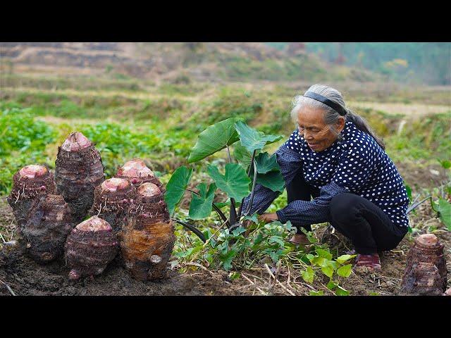 年前種植年後收，孫子回家過年，阿婆挖回等待1年的美味Grandma uses taro to make Chinese food ｜广西 美食｜ 玉林阿婆