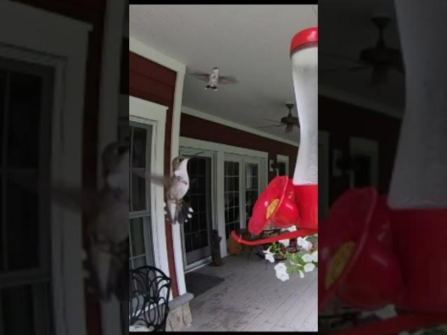 Girl Fight On The Back Deck! Female RT Hummingbirds Scrapping at the Feeder