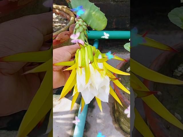 Dragon Fruit Flower to Fruit | Amazing Time-Lapse of Bloom to Harvest #gardening #diy