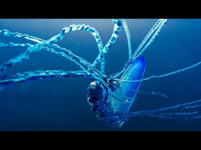 The Deadly Portuguese Man O' War | Blue Planet II | BBC Earth