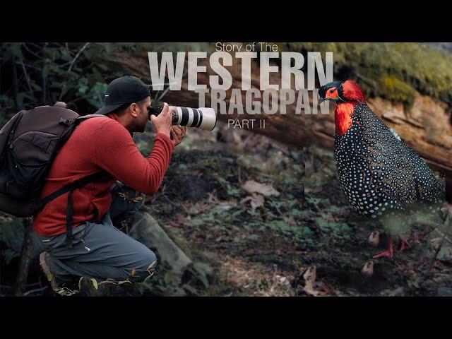 Story of the Western Tragopan II