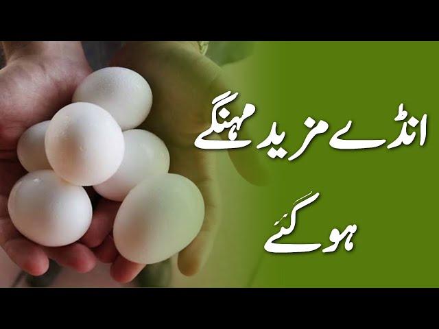 Eggs Prices Goes High in Pakistan - Eggs Rates in Pakistan -Eggs latest prices