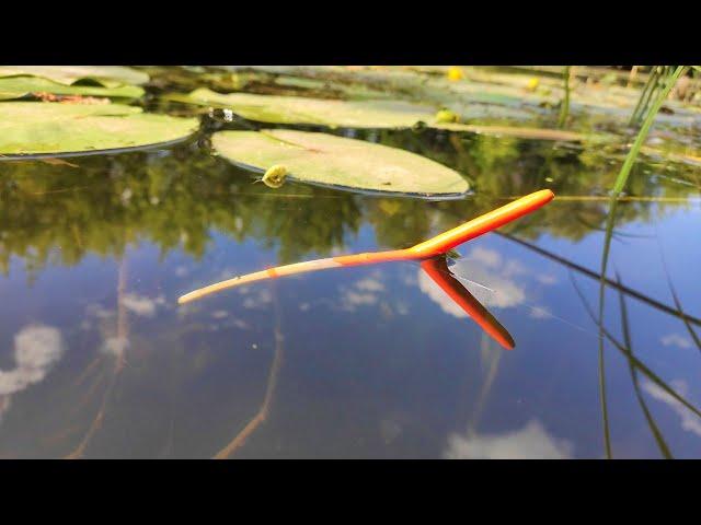 CARP ON THE FLOAT!!!! Large crucian carp, roach in water lilies fishing on an overgrown river