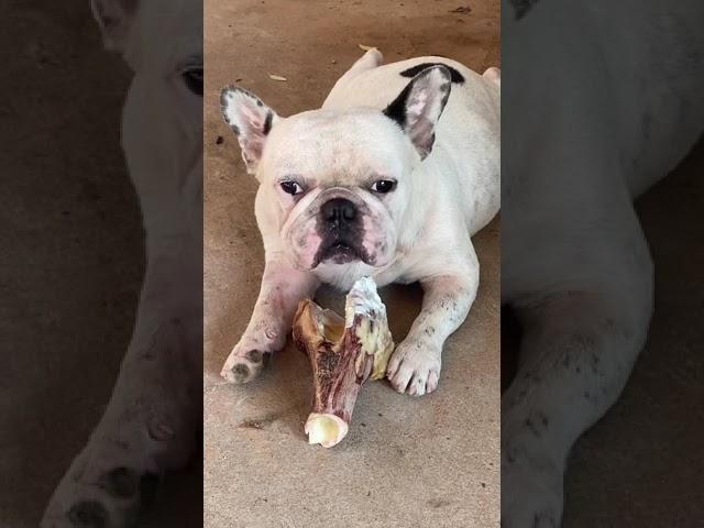 Ollie with his beef bone| French bulldog