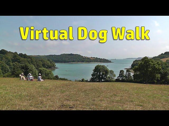 Walk Your Dog TV : Virtual Dog Walk - Summer Day Walking or Treadmill Video