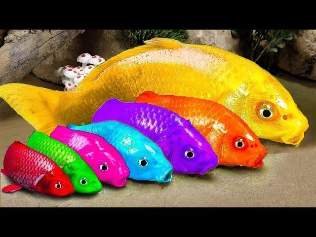 New  FUN VIDEOS OF FISHStop Motion ASMR   Colorful Koi Fish Carp  & Carp, Koi Fish, Catfish, Crab,