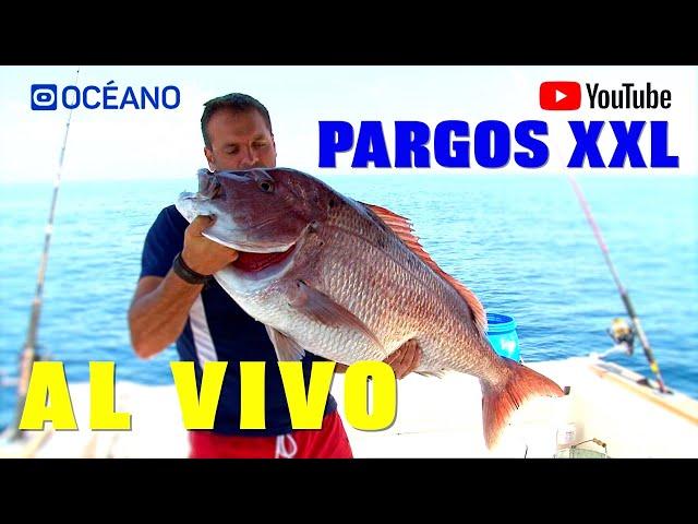 Pargos XXL, Documental sobre la pesca del pargo en Huelva, que no te dejará indiferente.