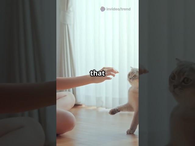 Watch now: Cat’s High-Five Mastery!