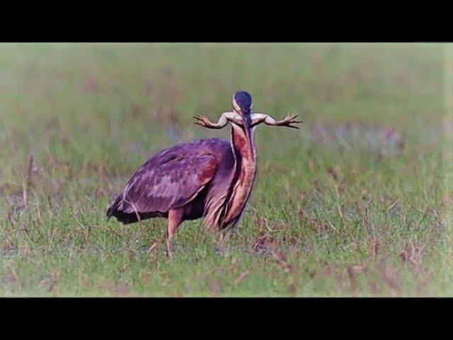 Purple Heron Speared a Frog and Swallowed it whole