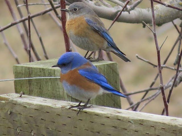 Attract Birds to Your Garden: Susan's in the Garden (2023 #45)