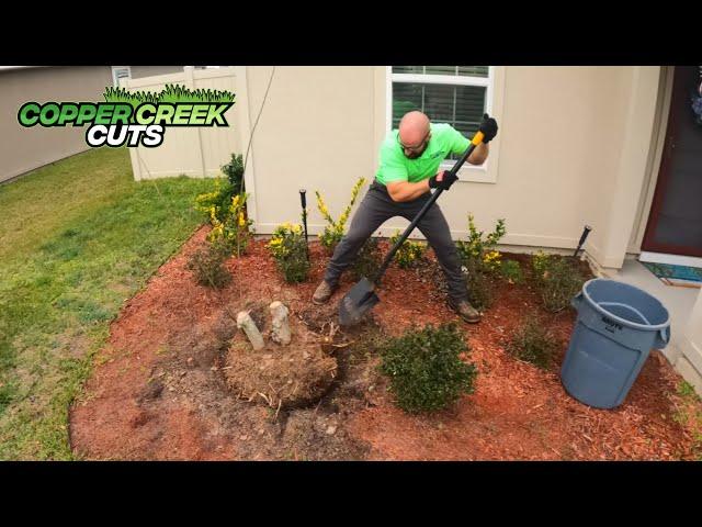 How To Dig Out A Crepe Myrtle And Root Ball Stump Removal