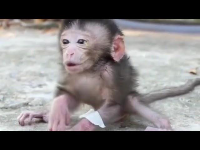 Poor little baby monkey