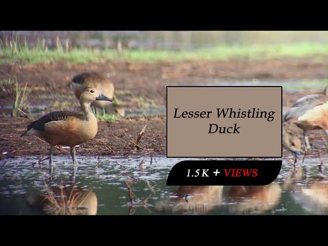 Feasting in the Wetlands: The Foraging Habits of Lesser Whistling-Duck | 