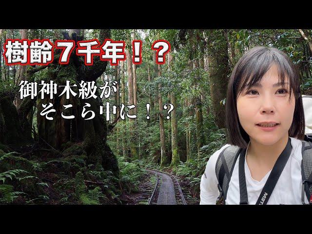 The real “Princess Mononoke” forest  | Yakushima, Japan |   Jomonsugi trail [solo]