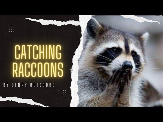 How to make a simple and effective raccoon set -- Denny Outdoors