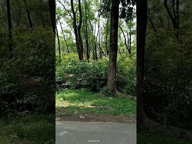 natural view|||#viral #trend #video #viral #trending #trendingshorts #bangladesh #beautiful #secnery