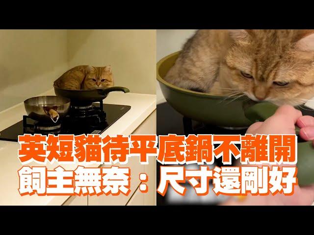 英國短毛貓窩在平底鍋不走！飼主無奈：尺寸還剛好｜可愛貓咪｜鏟屎官｜精選影片