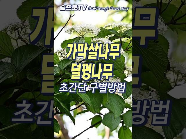 가막살나무와 덜꿩나무 초간단 구별방법 #가막살나무 #덜꿩나무