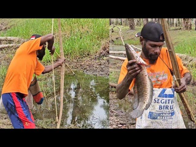 Snakehead fish arrow in shallow river || Panah ikan gabus di sungai dangkal