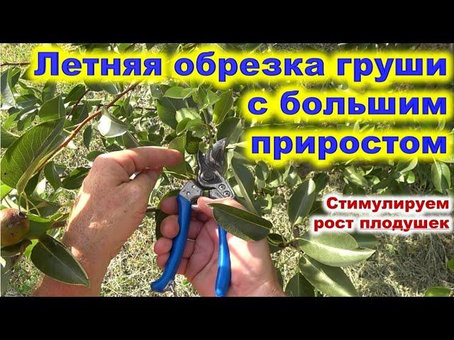 Летняя обрезка груши с сильным приростом. Стимулируем рост плодовой древесины.
