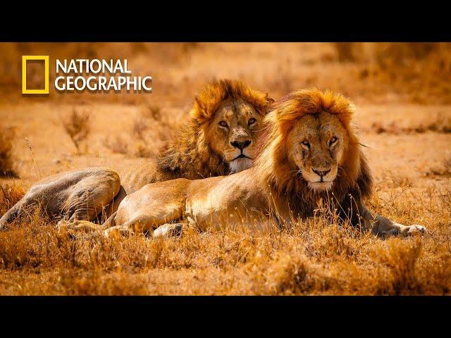 The Kings Of Desert - Our Climate - Lion Pride Documentary | National Geographic Documentary 2023