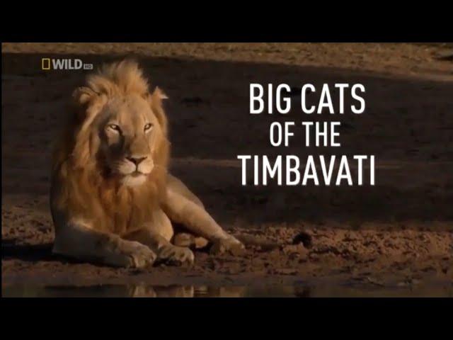 Our Planet Nature: Lions Hunting Animals Nat Geo Wild National Geographic Documentary HD 2020