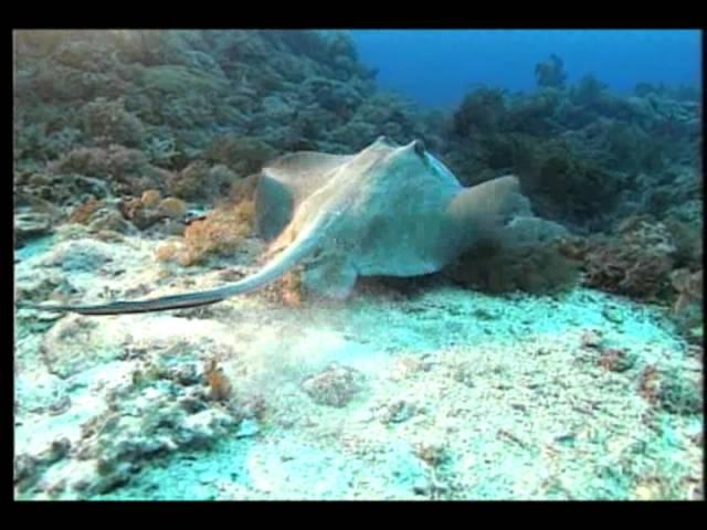 【海洋生態】海洋生態系│孕育地球生命的起源地 (我們的島 109集 2001-05-28)