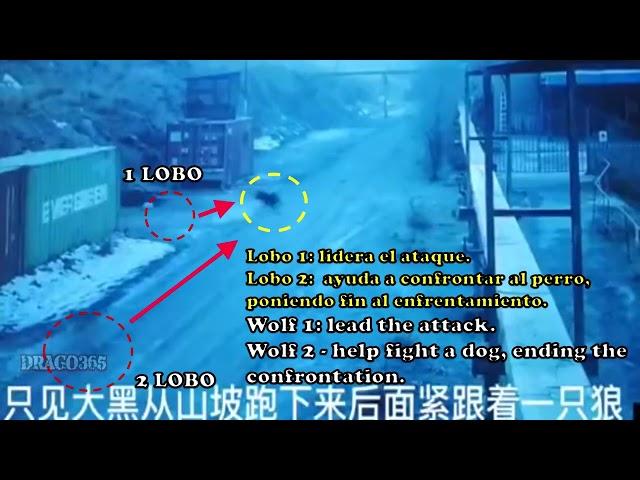 Perro es brutalmente atacado por 2 Lobos - Un Pastor Caucaso VS 2 Lobos  ¿qué raza de perro es?