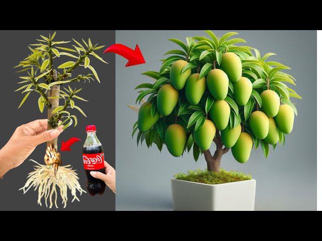 How To Propagate Mangos Trees With Egg And Coca Cola, how to growing mangos trees many fruits