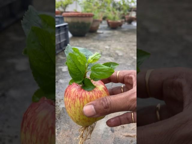 How to grow Apple tree from apple fruit for terrace garden #nature #ytshorts #shorts