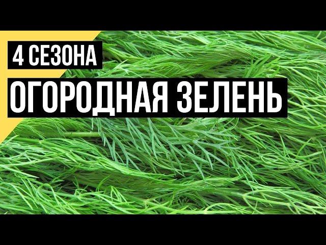 Четыре сезона. Огородная зелень: укроп, петрушка, салат