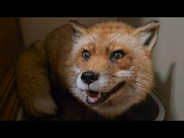 Finnegan fox yells at me, and wants to fight!