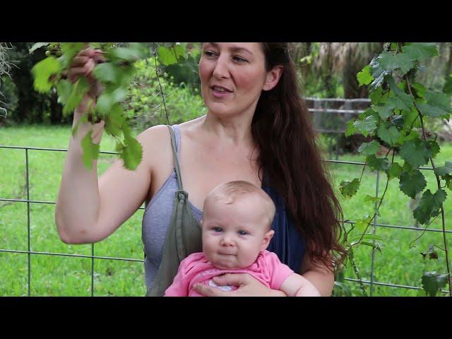 Harvesting Fruit & Endangered Specie's eggs SummerVlog2