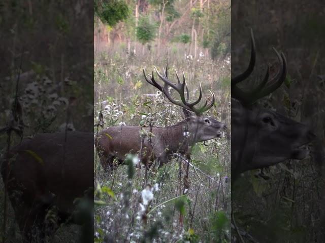 Rothirsch in der Brunft  #jagd #deer #jagen #nature #rotwild #rotwildbrunft #rothirsch