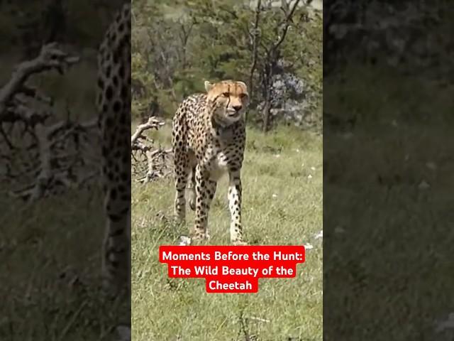 Moments Before the Hunt: The Wild Beauty of the Cheetah  #WildCheetah #AfricanSafari #AnimalKingdom