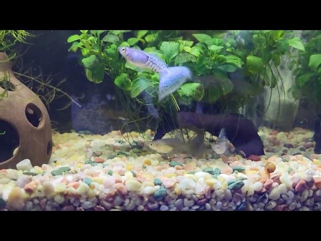 ＜水族趣＞金屬藍草尾｜孔雀魚｜Metal Blue Grass Guppy｜Poecilia reticulata  2024/11/29