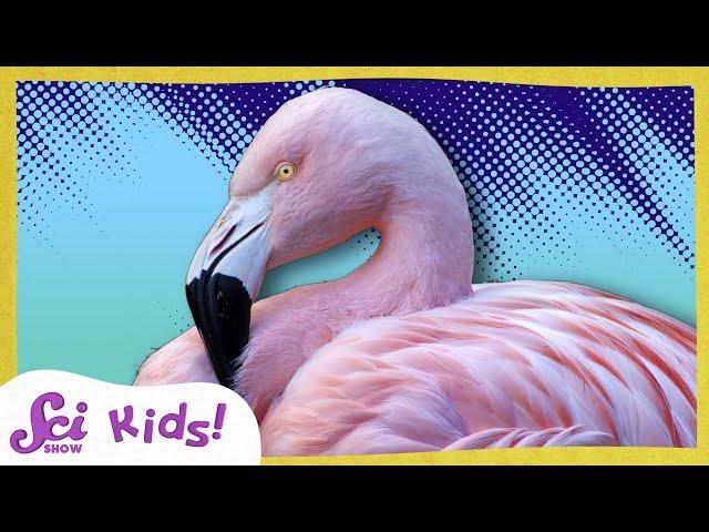 Why Are Flamingos Pink? | The Science of Colors! | SciShow Kids