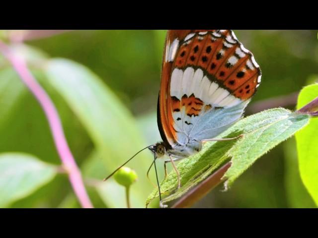 Butterflies: an Extraordinary Life