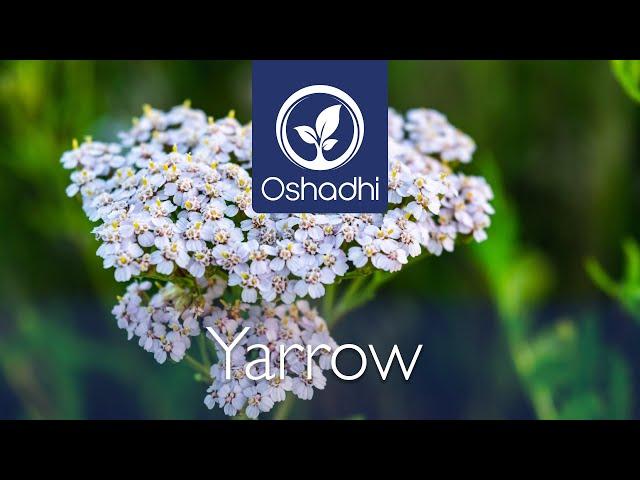 Yarrow (Achillea millefolium) - A thousands Leaves, a thousand Cures | OSHADHI plant portrait - HD