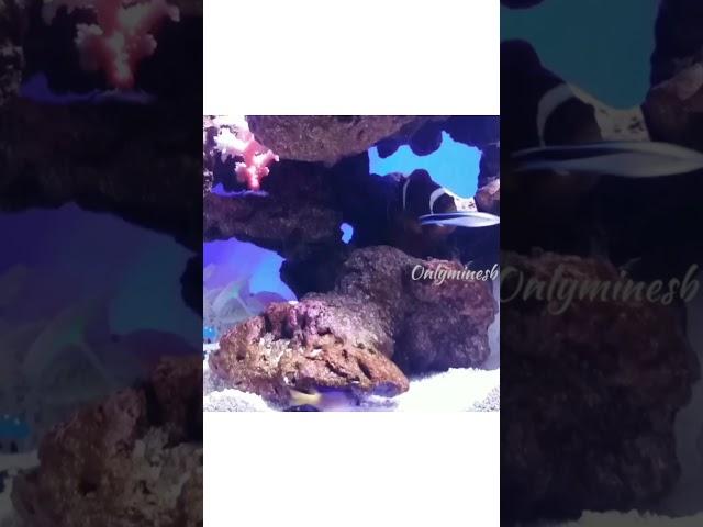 Saltwater aquarium Nemo and Dori