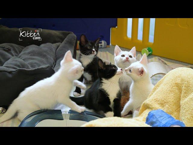 Cats Protection #KittenCam 2022