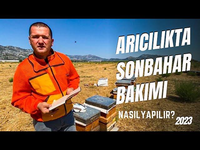 Arıcılıkta Sonbahar Bakımı | Üç Önemli Başlıkta Anlattım | Arıcılık